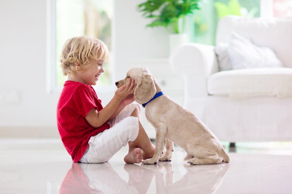 family attorney David Dworakowski answers who gets custody of the pets in a california divorce; young boy playing with a cocker spaniel puppy